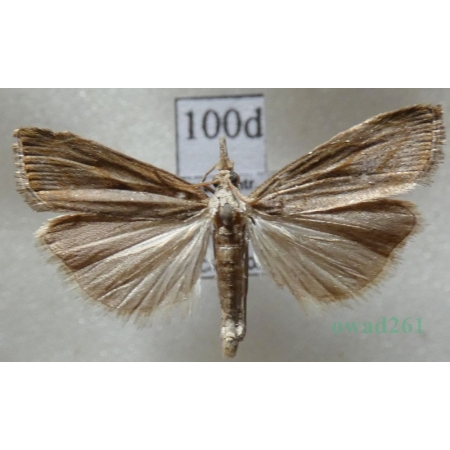Agriphila geniculea (Haworth, 1811) Wachlarzyk kolankowy Czech100d